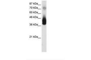 Image no. 1 for anti-Jun B Proto-Oncogene (JUNB) (AA 241-290) antibody (ABIN202297) (JunB anticorps  (AA 241-290))