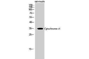 Western Blotting (WB) image for anti-Cytochrome C1 (CYC1) (Internal Region) antibody (ABIN3174690) (Cytochrome C1 anticorps  (Internal Region))