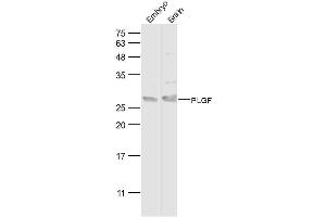 Lane 1: mouse embryo lysates Lane 2: mouse brain lysates probed with PLGF Polyclonal Antibody, Unconjugated  at 1:500 dilution and 4˚C overnight incubation. (PLGF anticorps  (AA 131-158))