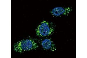 Immunofluorescence testing of human HepG2 cells with GCK antibody (green) and DAPI nuclear counterstain (blue).