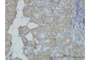 Immunoperoxidase of monoclonal antibody to HYOU1 on formalin-fixed paraffin-embedded human salivary gland. (HYOU1 anticorps  (AA 901-999))