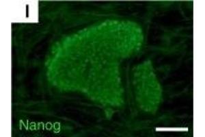 Isolation of inner cell mass and derivation/characterization of embryonic stem cell lines.