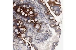 Immunohistochemical staining of human duodenum with FAM155A polyclonal antibody  shows strong granular cytoplasmic positivity in glandular cells. (FAM155A anticorps)