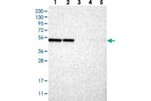 C2orf30 antibody