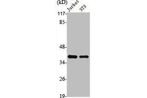 Western Blot analysis of Jurkat NIH-3T3 cells using hnRNP A1 Polyclonal Antibody (HNRNPA1 anticorps  (Internal Region))