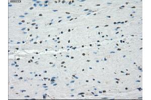 Image no. 5 for anti-Protein Phosphatase 5, Catalytic Subunit (PPP5C) antibody (ABIN1500393)