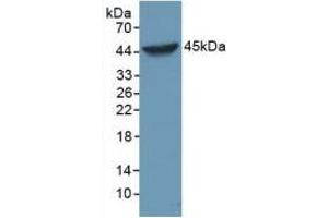 Rabbit Detection antibody from the kit in WB with Positive Control: Sample Human Hela cell lysate. (Caspase 1 Kit ELISA)