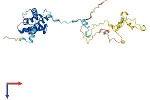 AlphaFold protein structure predicition of Human Recombinant CNN1 Protein, UniprotID P51911