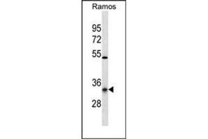 Western blot analysis of OR10G9 Antibody (C-term) in Ramos cell line lysates (35ug/lane). (OR10G9 anticorps  (C-Term))