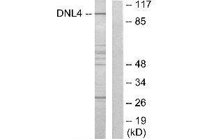Western blot analysis of extracts from Jurkat cells, using DNL4 antibody. (LIG4 anticorps)