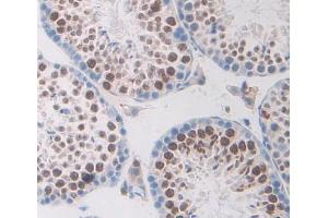 IHC-P analysis of testis tissue, with DAB staining. (TRERF1 anticorps  (AA 785-942))