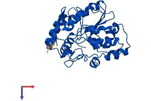 AlphaFold protein structure predicition of Human Recombinant SULT1A3 Protein, UniprotID P0DMM9
