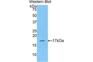 Detection of Recombinant HIST2H3A, Human using Polyclonal Antibody to Histone Cluster 2, H3a (HIST2H3A) (HIST2H3A anticorps  (AA 1-136))
