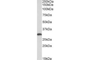ABIN5539836 (0. (HMOX1 anticorps  (AA 242-256))