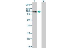 Western Blot analysis of GOLGA5 expression in transfected 293T cell line by GOLGA5 monoclonal antibody (M01), clone 6B3.