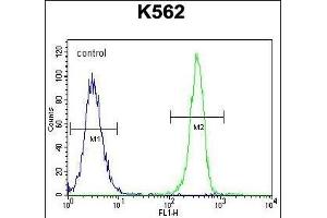 SMTNL1 Antibody (Center) (ABIN655427 and ABIN2844964) flow cytometric analysis of K562 cells (right histogram) compared to a negative control cell (left histogram). (SMTNL1 anticorps  (AA 130-159))