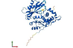 AlphaFold protein structure predicition of Mouse Recombinant Oas1a Protein, UniprotID P11928