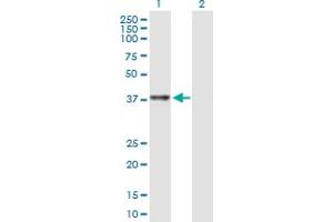 Western Blot analysis of RTCD1 expression in transfected 293T cell line by RTCD1 MaxPab polyclonal antibody.