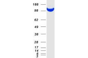 Adenosine Monophosphate Deaminase 2 (AMPD2) (Transcript Variant 2) protein (Myc-DYKDDDDK Tag)