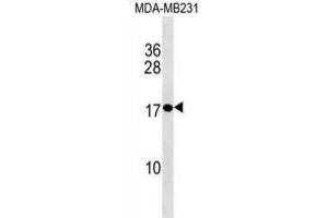Western Blotting (WB) image for anti-Placenta-Specific 1 (PLAC1) antibody (ABIN3000863)