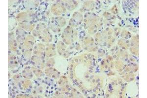 Immunohistochemistry of paraffin-embedded human pancreatic tissue using ABIN7162505 at dilution of 1:100