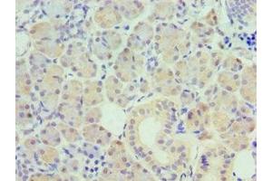 Immunohistochemistry of paraffin-embedded human pancreatic tissue using ABIN7162505 at dilution of 1:100 (PAX6 anticorps  (AA 1-300))