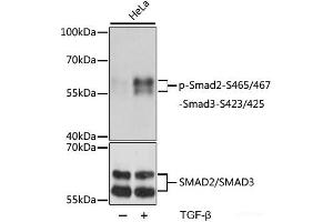 Western blot analysis of extracts of HeLa cells using Phospho-Smad2(S465/467)/Smad3(S423/425) Polyclonal Antibody at dilution of 1:1000.