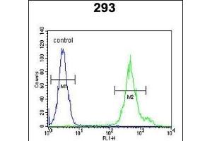 KLC3 Antibody (Center) (ABIN651542 and ABIN2840291) flow cytometric analysis of 293 cells (right histogram) compared to a negative control cell (left histogram). (KLC3 anticorps  (AA 245-274))