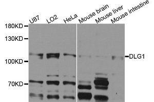 Western blot analysis of extracts of various cells, using DLG1 antibody. (DLG1 anticorps)