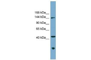 ERCC6L antibody used at 1 ug/ml to detect target protein.