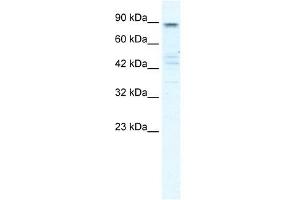 KCNQ2 antibody used at 1 ug/ml to detect target protein. (KCNQ2 anticorps  (N-Term))