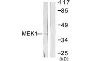 Western blot analysis of extracts from NIH-3T3 cells, treated with PMA 250ng/ml 5', using MEK1 (Ab-286) Antibody. (MEK1 anticorps  (AA 252-301))