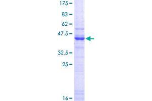 Image no. 1 for Heparan Sulfate Proteoglycan 2 (HSPG2) (AA 25-134) protein (GST tag) (ABIN1307245)