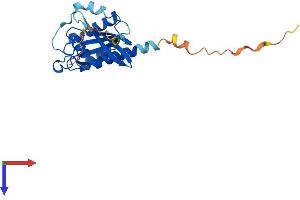 AlphaFold protein structure predicition of Human Recombinant RAB3C Protein, UniprotID Q96E17