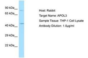 Image no. 1 for anti-Apolipoprotein L, 3 (APOL3) (AA 135-184) antibody (ABIN6750039) (APOL3 anticorps  (AA 135-184))