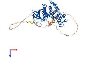 AlphaFold protein structure predicition of Mouse Recombinant Clk4 Protein, UniprotID O35493