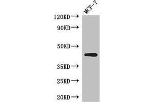 Western Blot Positive WB detected in: MCF-7 whole cell lysate All lanes: ADIPOR1 antibody at 2.