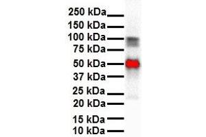 WB Suggested Anti-SLC26A3 antibody Titration: 1 ug/mL Sample Type: Human heart