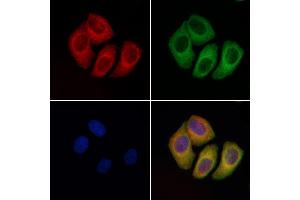 ABIN6264731 and ABIN6276568 staining Hela cells by IF/ICC.