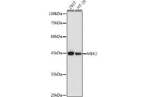 Western blot analysis of extracts of various cell lines, using MEK2 antibody (ABIN7268640) at 1:1000 dilution.