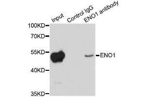 Immunoprecipitation analysis of 200ug extracts of HeLa cells using 1ug ENO1 antibody.