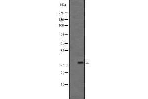 Western blot analysis of FGF12 expression in Mouse brain lysate ,The lane on the left is treated with the antigen-specific peptide. (FGF12 anticorps  (C-Term))