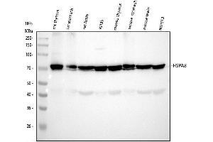 Western blot analysis of HSC70/HSPA8 using anti-HSC70/HSPA8 antibody (ABIN7601962). (Hsc70 anticorps  (AA 520-614))
