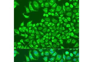 Immunofluorescence analysis of U2OS cells using CST6 Polyclonal Antibody at dilution of 1:100. (CST6 anticorps)