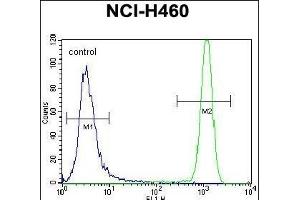 USP6 Antibody (C-term) (ABIN650700 and ABIN2839178) flow cytometric analysis of NCI- cells (right histogram) compared to a negative control cell (left histogram). (USP6 anticorps  (C-Term))