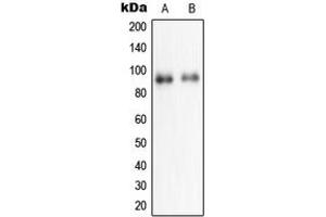 Western blot analysis of NPAS2 expression in HeLa (A), HepG2 (B) whole cell lysates.