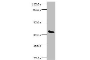 Western blot All lanes: Phytanoyl-CoA dioxygenase, peroxisomal antibody at 3 μg/mL + Mouse liver tissue Secondary Goat polyclonal to rabbit IgG at 1/10000 dilution Predicted band size: 39, 28 kDa Observed band size: 39 kDa (PHYH anticorps  (AA 1-338))