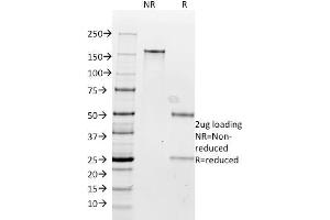 SDS-PAGE Analysis Purified Milk Fat Globule Monoclonal Antibody (SPM291). (MFGE8 anticorps)