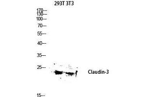 Western Blot (WB) analysis of 293T 3T3 lysis using Claudin-3 antibody. (Claudin 3 anticorps  (Ser255))