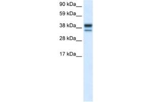 Western Blotting (WB) image for anti-Mitogen-Activated Protein Kinase 14 (MAPK14) antibody (ABIN2463688) (MAPK14 anticorps)